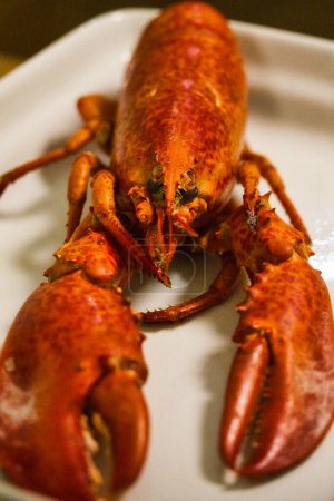 Photo for Detail of a boiled European lobster served on a platter: close up from the front - Royalty Free Image