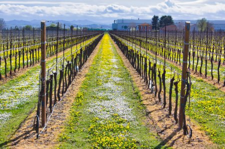 Téléchargez les photos : Paysage avec vignobles en Italie au printemps - en image libre de droit