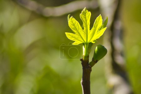 Téléchargez les photos : Plante de figuier dans le jardin par une journée ensoleillée : gros plan d'une jeune feuille fraîche et d'un petit figuier éclairé par les rayons du soleil - en image libre de droit