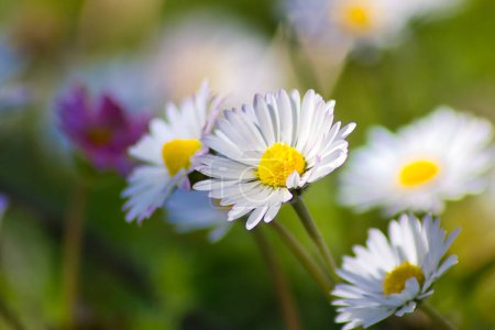 Photo for Tiny cute daisies in the meadow on a sunny day: macro photography - Royalty Free Image