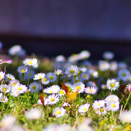 Photo for Close up view of blooming chamomile daisies, with a blurred background in the shadow - Royalty Free Image