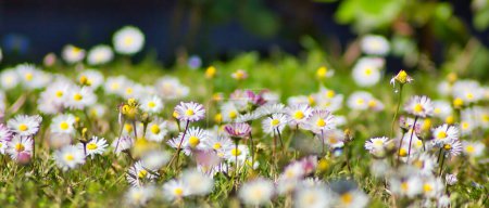 Photo for Cute tide of little white daisies in the garden - Royalty Free Image
