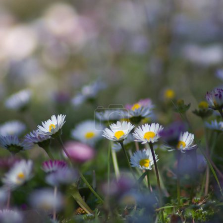 Foto de Maravillosas florecitas en el jardín: margaritas blancas y moradas de cerca, sobre un fondo suave - Imagen libre de derechos