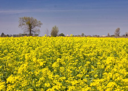 Téléchargez les photos : Une marée jaune de champs de colza au printemps : paysage magnifique - en image libre de droit