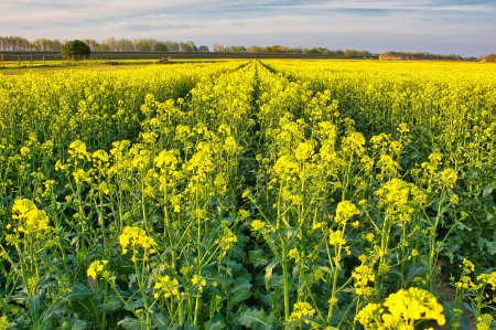 Foto de Hermoso paisaje con un campo de flores amarillas - Imagen libre de derechos