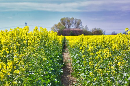 Foto de Campos de colza en flor separados por un camino: paisaje rural amarillo - Imagen libre de derechos