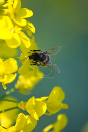 Photo for Yellow fly on yellow flower in the garden - Royalty Free Image