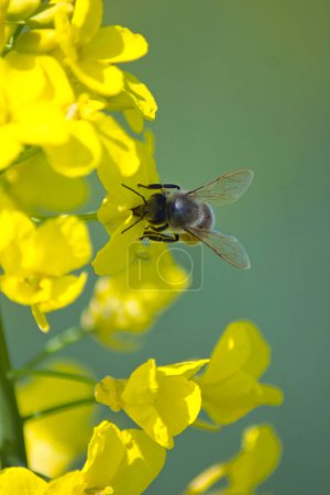 Téléchargez les photos : Pollen d'abeille sur une fleur jaune - en image libre de droit
