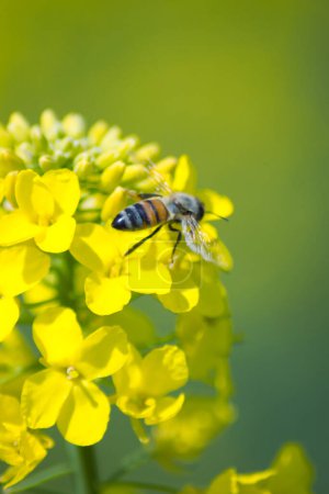 Téléchargez les photos : Petite abeille marchant sur les pétales d'une fleur de colza jaune : photographie macro insecte - en image libre de droit