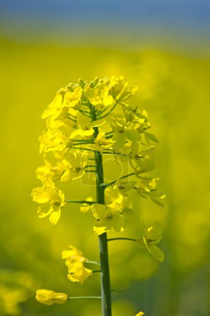 Foto de Fantástica macro flor amarilla sobre un fondo borroso amarillo: color por todas partes - Imagen libre de derechos