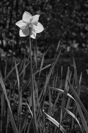 Foto de Fotografía macro inusual de narciso blanco y negro visto desde la parte posterior - Imagen libre de derechos