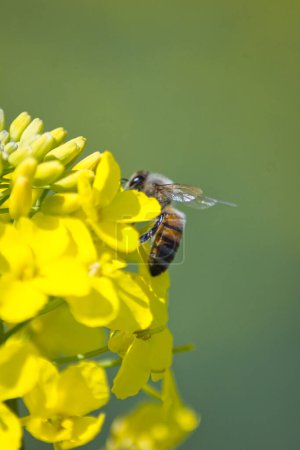 Téléchargez les photos : Petite abeille pollinisant une fleur de colza jaune : belle photographie macro nature - en image libre de droit