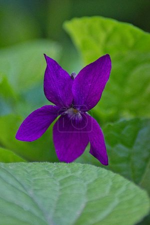 Foto de Flores violetas románticas en el jardín, símbolo de S. Valentine - Imagen libre de derechos