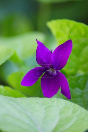 Téléchargez les photos : Fantastique fleur violette parfumée dans le jardin : macro photographie de nature avec des feuilles vertes en arrière-plan - en image libre de droit