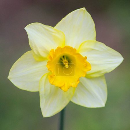 Photo for Macro of yellow daffodil flower blossoming in spring: filling the frame - Royalty Free Image