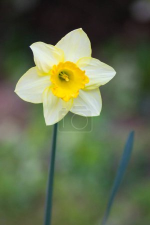 Foto de Primer plano de narciso amarillo aislado en el jardín, sobre un fondo verde - Imagen libre de derechos