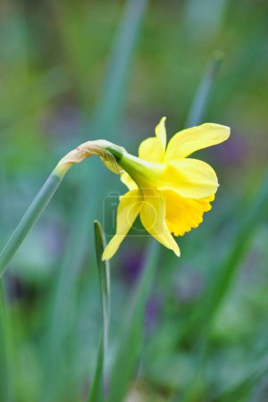 Téléchargez les photos : Vue rapprochée du dos d'une belle jonquille jaune au printemps - en image libre de droit