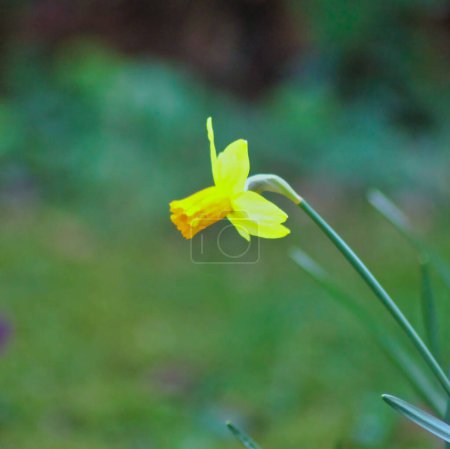 Téléchargez les photos : Merveilleuse fleur jaune dans le jardin : gros plan avec un fond doux - en image libre de droit