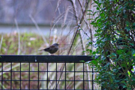 Foto de Pequeño pájaro sentado en una fnece en un jardín - Imagen libre de derechos