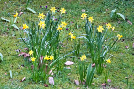Téléchargez les photos : Jonquilles jaunes dans un jardin au printemps - en image libre de droit