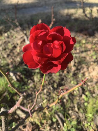 Téléchargez les photos : Belle rose rouge ouverte isolée dans un jardin, avec des terres au sol - en image libre de droit