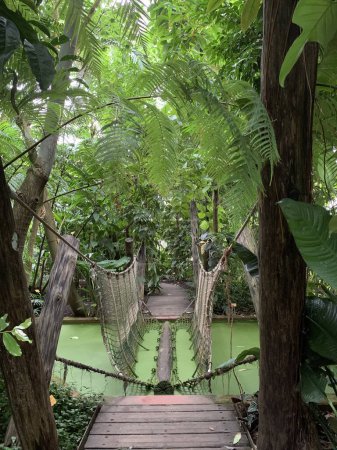 Foto de Espléndida vista de un bosque tropical interior: jardín botánico en Meise (Bélgica) - Imagen libre de derechos