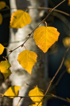 Téléchargez les photos : Superbes feuilles d'automne en hêtre : fermer avec un tronc en arrière-plan - en image libre de droit