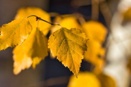 Foto de El acercamiento - arriba de las hojas doradas otoñales sobre la rama del árbol - Imagen libre de derechos
