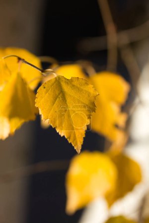 Téléchargez les photos : Feuilles d'automne jaunes sur un fond en bois : photo rapprochée - en image libre de droit