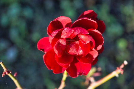 Téléchargez les photos : Rose rouge romantique dans un jardin en automne : gros plan - en image libre de droit