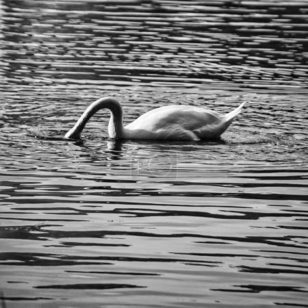 Téléchargez les photos : Photographie noir et blanc d'un cygne dans un étang, tête sous l'eau - en image libre de droit