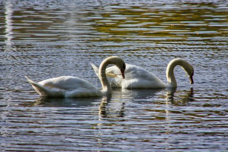 Photo for Couple of white swans in a pond in town in the fall - Royalty Free Image