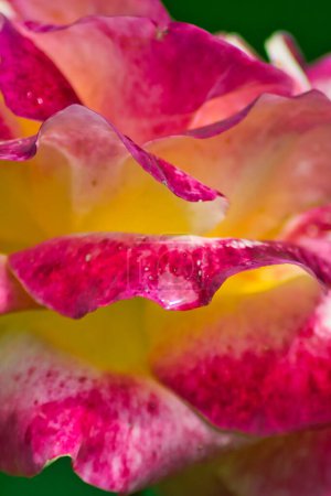 Foto de Macro foto de una hermosa rosa rosa con gotas de agua - Imagen libre de derechos