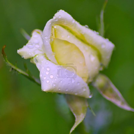 Téléchargez les photos : Wet rose in the garden: white flower after the rain - en image libre de droit