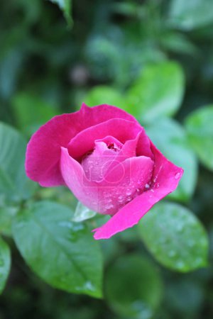 Téléchargez les photos : Fleur rose isolée dans le jardin, avec rosée sur les pétales - en image libre de droit