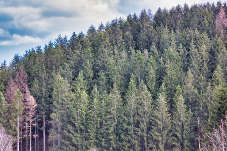 Téléchargez les photos : Fond d'écran : belle forêt dans les montagnes - en image libre de droit