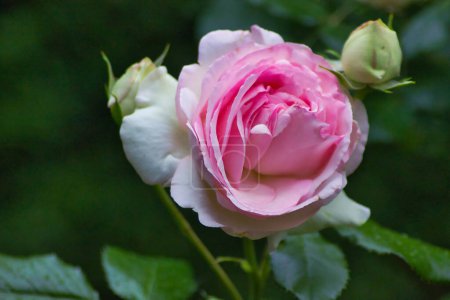 Foto de Primer plano de una hermosa rosa rosa con hojas verdes - Imagen libre de derechos