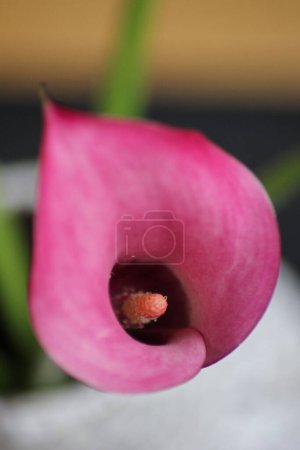 Photo for Wonderful top view of a purple calla lily: close up picture - Royalty Free Image