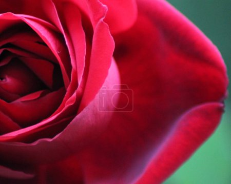 Foto de Maravillosa rosa roja de cerca, con detalle de los pétalos: fondo texturizado - Imagen libre de derechos