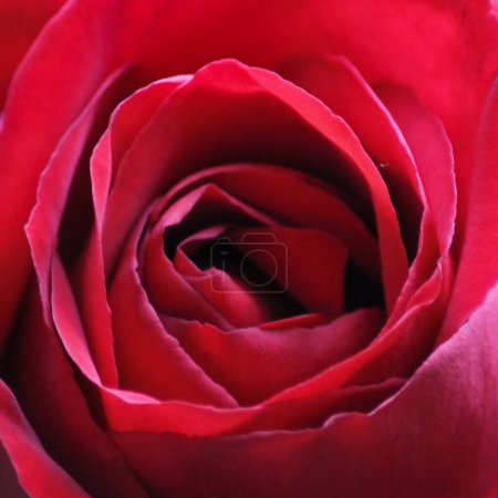 Photo for Romantic close up of red rose filling the frame: Valentine's day perfect symbol - Royalty Free Image