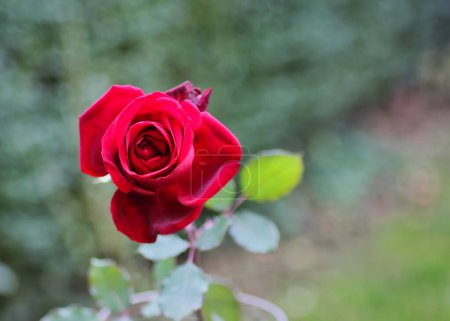 Téléchargez les photos : Belle rose rouge isolée dans le jardin, sur sa longue tige : par parfait cadeau de Saint-Valentin - en image libre de droit