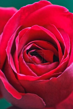 Foto de Maravillosa rosa roja sensual macrofotografía: rojo siempre llenando el marco - Imagen libre de derechos