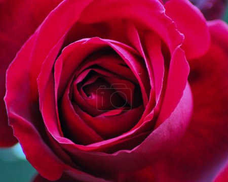 Photo for Gorgeous romantic red rose close up, filling the frame: valentine's wallpaper - Royalty Free Image