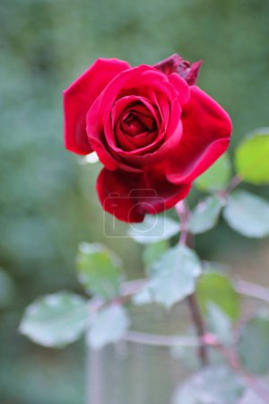 Téléchargez les photos : Rose rouge splendide isolée sur sa longue tige, dans un jardin : macro photographie - en image libre de droit