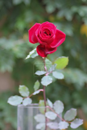 Foto de Hermosa rosa roja aislada con hojas verdes en el jardín: de cerca - Imagen libre de derechos