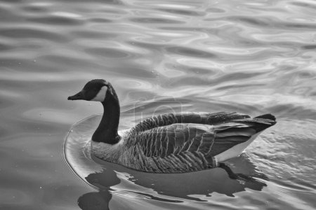 Photo for Swan on lake water - Royalty Free Image