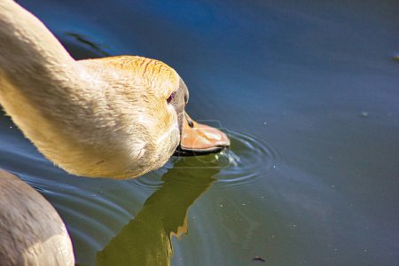 Téléchargez les photos : Tête d'un cygne blanc dans le lac, en buvant - en image libre de droit