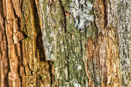 Téléchargez les photos : Texture écorce d'arbre. vieille texture de bois. fond abstrait - en image libre de droit