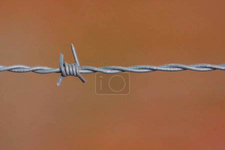 Téléchargez les photos : Gros plan de fil barbelé sur un fond brun - en image libre de droit