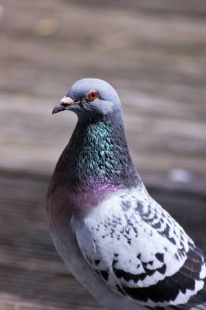 Téléchargez les photos : Pigeon on a wooden terrace, in a sunny day - en image libre de droit